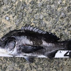 イチノ兄弟、釣果!