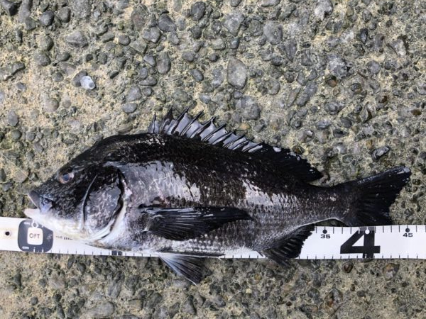 イチノ兄弟、釣果!