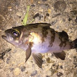 癒しのチビメバル