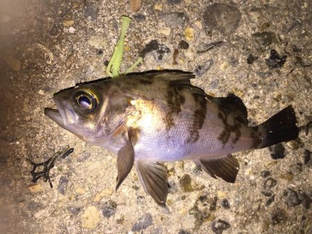 癒しのチビメバル