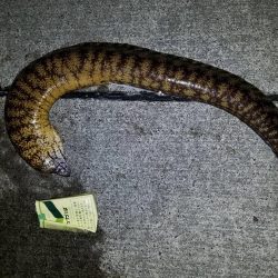 アオリイカ釣行カサゴやウツボも