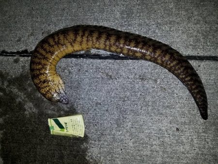 アオリイカ釣行カサゴやウツボも