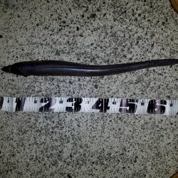 大潮前夜アオリイカ連発！