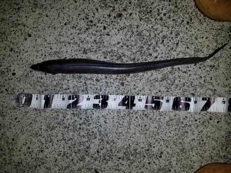 大潮前夜アオリイカ連発！