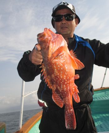 土佐安芸のハマちゃんの釣果