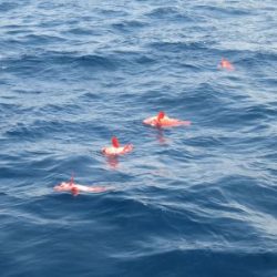 土佐安芸のハマちゃんの釣果