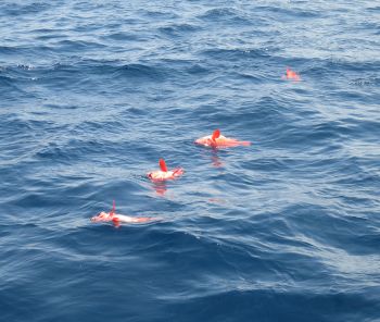 土佐安芸のハマちゃんの釣果