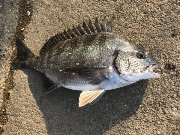 イチノ兄弟、釣果!