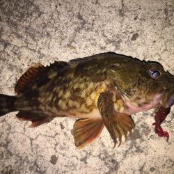 母の日 ガッシー!