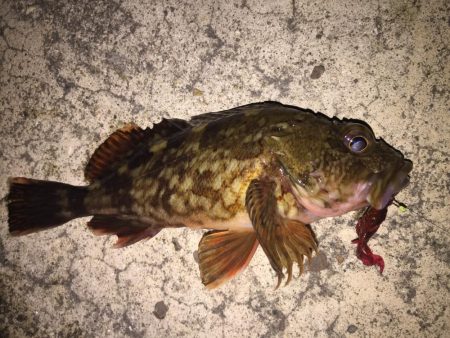 母の日 ガッシー!