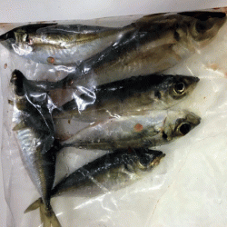 坊勢アジング(2019-3)