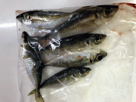 坊勢アジング(2019-3)