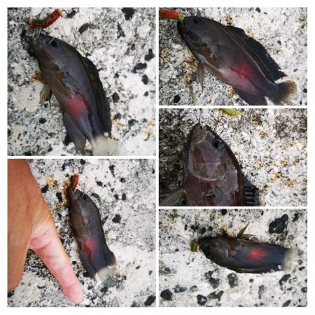 ２週間ぶりの釣果