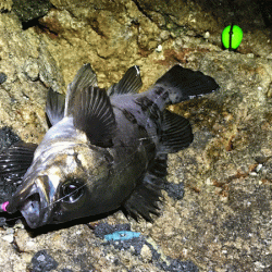 鳥取メバリング(2019-14)