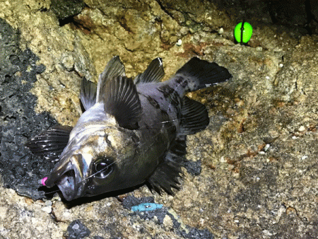 鳥取メバリング(2019-14)