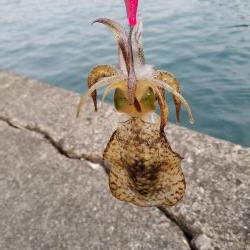 チビよく釣れるわー！