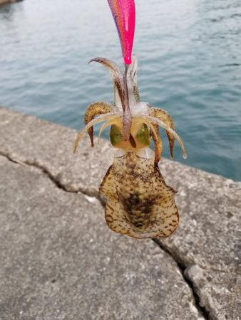 チビよく釣れるわー！