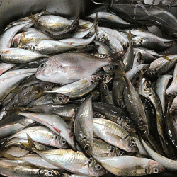 坊勢アジング(2019-4)