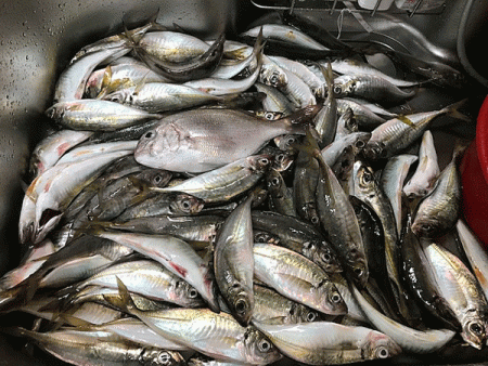 坊勢アジング(2019-4)