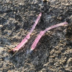 ベタ凪アジング