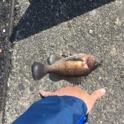 津田沖一文字でカサゴ祭