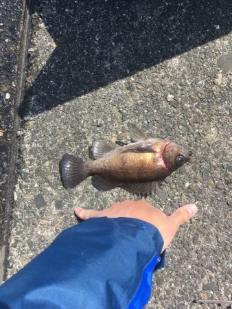 津田沖一文字でカサゴ祭