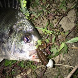 淀川のチニングに挑戦！