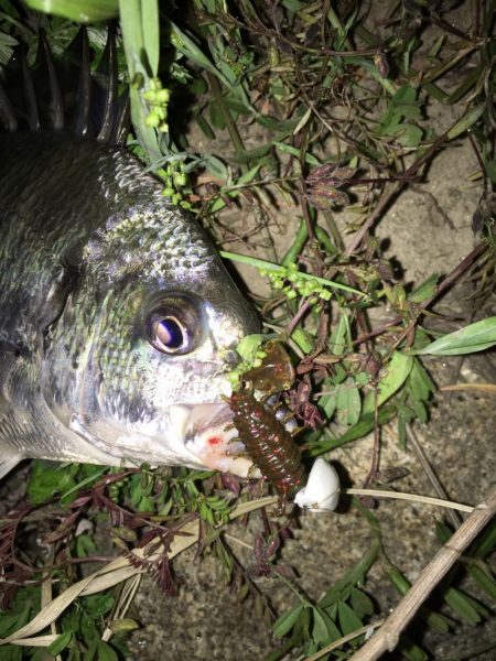 淀川のチニングに挑戦！