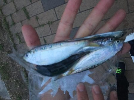 今年は鯖が長い！？