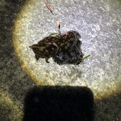 タンゴブゲーム