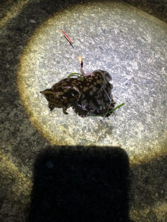 タンゴブゲーム