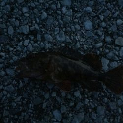 令和のメバルさがし