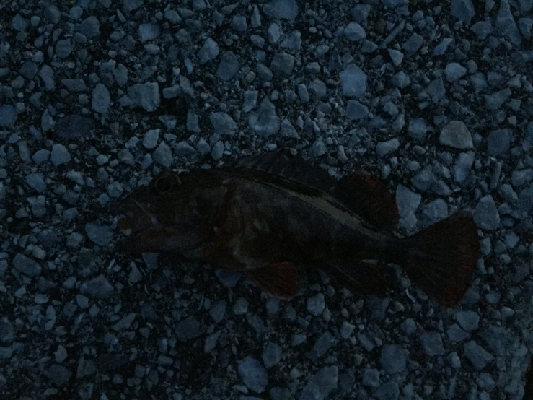 令和のメバルさがし