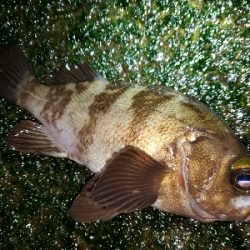 メバル活性高い