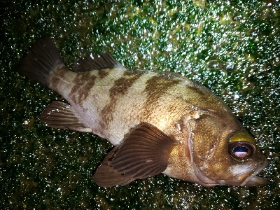 メバル活性高い