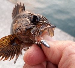 ガシリングとメバリング