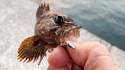 ガシリングとメバリング