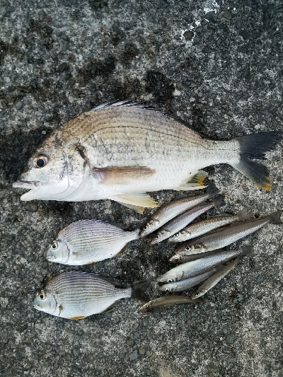 キス釣り　～キビレ、40.5センチ～