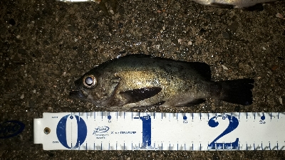 疲れるくらい釣れたぁー