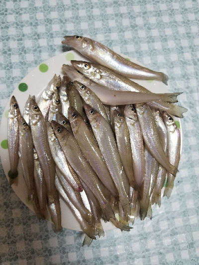 キスが絶好調！