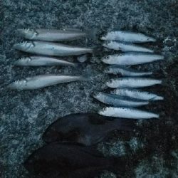 キス釣り　～泳がせ当たりなし～