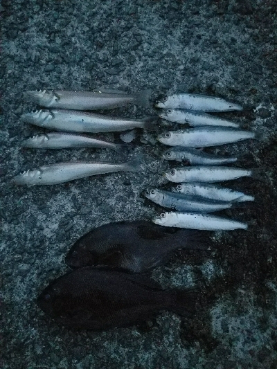 キス釣り　～泳がせ当たりなし～