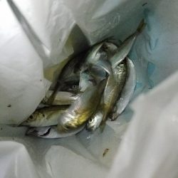 キス釣り　～太刀魚当たりなし～