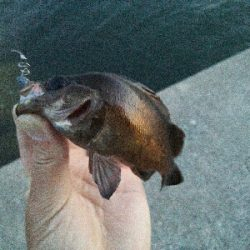 2019年5月15日釣行in伊崎漁港界隈