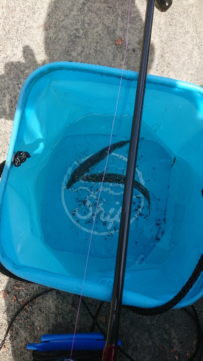 城ヶ島へ遠征で投げサビキ