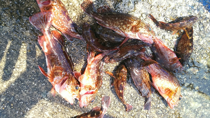 ひたすらカサゴ釣り