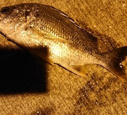 またスズキ不発