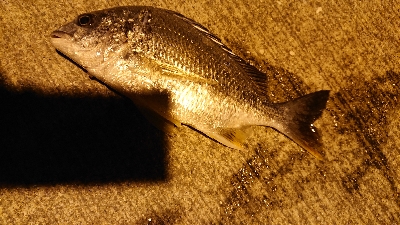 またスズキ不発