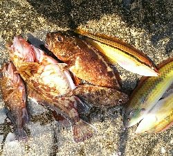 今年度初キュウセン