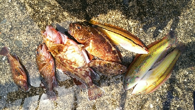 今年度初キュウセン